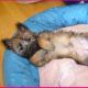 Kutya Cairn terrier