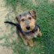 Kutya Welsh terrier