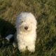 Kutya Bobtail