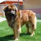 Kutya Leonberger