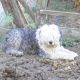 Kutya Bobtail