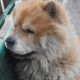 Kutya Chow-chow