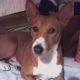Kutya Basenji