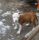 Honey, Amerikai staffordshire terrier