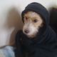 Kutya Parson Jack Russel
