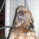 Kutya Lhasa-apso