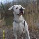 Kutya Argentin dog
