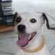 Kutya Parson Jack Russel
