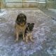 Kutya Leonberger