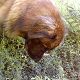 Kutya Leonberger