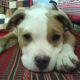 Kutya Amerikai staffordshire terrier