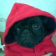 Kutya Mops