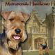 Kutya Welsh terrier