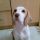 Stella, Beagle