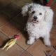 Kutya Bichon frise