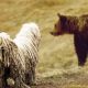 Kutya Komondor