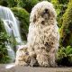 Kutya Komondor