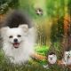 Kutya Samoyede