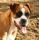 Shelly, Boxer