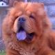 Kutya Chow-chow