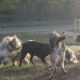 Kutya Bearded collie