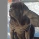 Kutya Mastino Napoletano