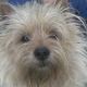 Kutya Cairn terrier