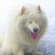 Kutya Samoyede