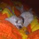 Kutya Bichon frise