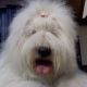 Kutya Bobtail