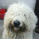 Kutya Komondor