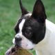 Kutya Boston terrier