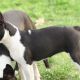 Kutya Boston terrier