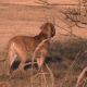 Kutya Fila brasileiro