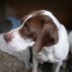 Kutya Pointer