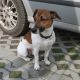 Kutya Parson Jack Russel