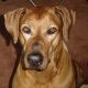 Kutya Rhodesian Ridgeback