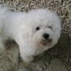 Kutya Bichon frise