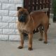 Kutya Bullmasztiff