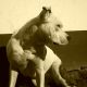 Kutya Amerikai staffordshire terrier