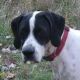 Kutya Pointer