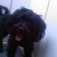 Kutya Briard