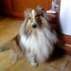 Kutya Sheltie