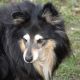 Kutya Sheltie