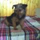 Kutya Terrier