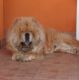 Kutya Chow-chow