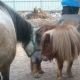 Nagyemlős Póni: Shetland-póni