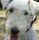 Csibész, Foxterrier