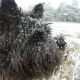 Kutya Cairn terrier