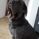 Kutya Mastino Napoletano